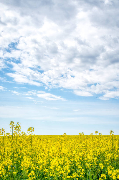 A field of bright yellow blooming rape in the hungarian countryside, spring time landscape - Φωτογραφία, εικόνα