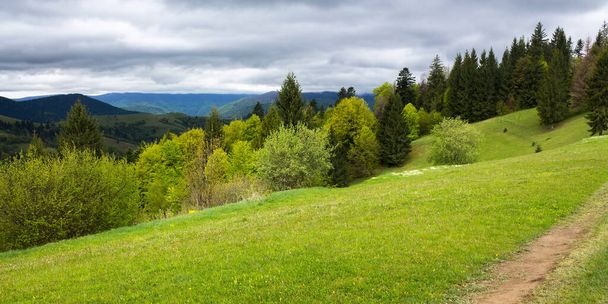 beautiful nature scenery in spring. countryside landscape in the carpathian mountains with fresh green meadows and coniferous forest. overcast sky above the distant ridge - Foto, afbeelding