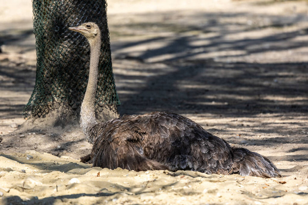Обыкновенный страус, Struthio camelus, или просто страус, является видом большой бесполетной птицы, обитающей в Африке. Это один из двух сохранившихся видов страусов - Фото, изображение