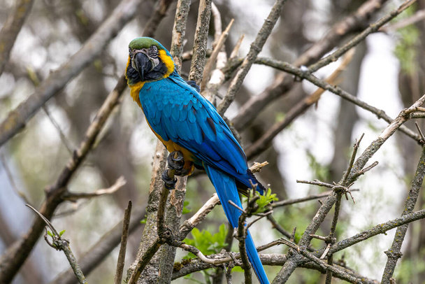 青と黄色のマコー（青と金のマコー）とも呼ばれるアララルーナ（Ara ararararuna）は、主に青の上部と薄いオレンジの下部を持つ南アメリカの大規模なオウムである。 - 写真・画像