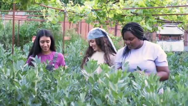Three multiethnic female farmers picking broad beans from plant at urban garden. - Video