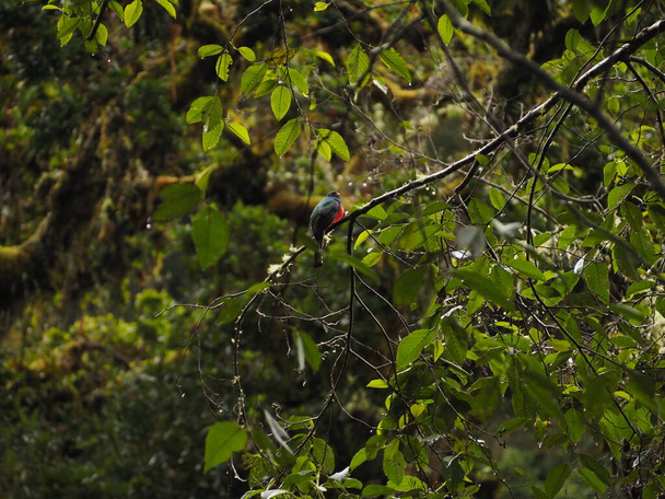 wild bird in a tree in costa rica - Foto, Bild