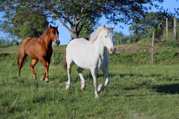 Молоді коні насолоджуються зеленою травою і бігають вільно на лузі проти зелених дерев на заході сонця сільська сцена
 - Фото, зображення