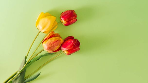 Yellow and red tulips on a green background, top view, spring bouquet. - Фото, изображение