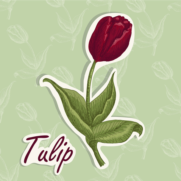 Vector background with a flower. Hand drawing illustration of a tulip - Vector, imagen
