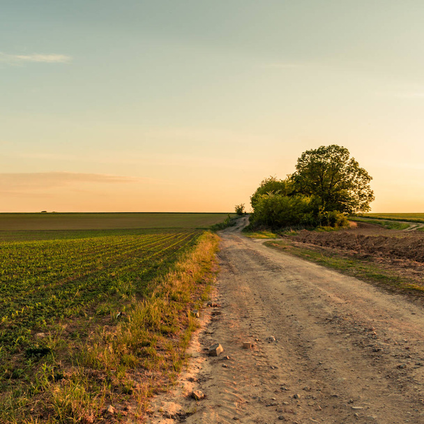 Dirp road and fields in the countryside in spring, sunset landscape - Fotografie, Obrázek