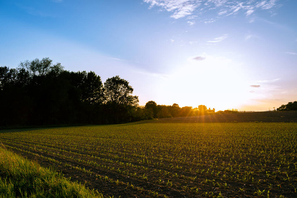 Crops growing on a countryside field in spring, sunset landscape - Foto, afbeelding