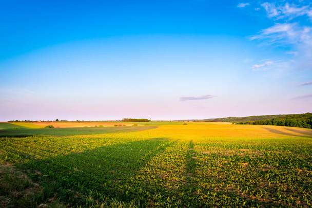 Crops growing on a countryside field in spring, sunset landscape - Photo, Image