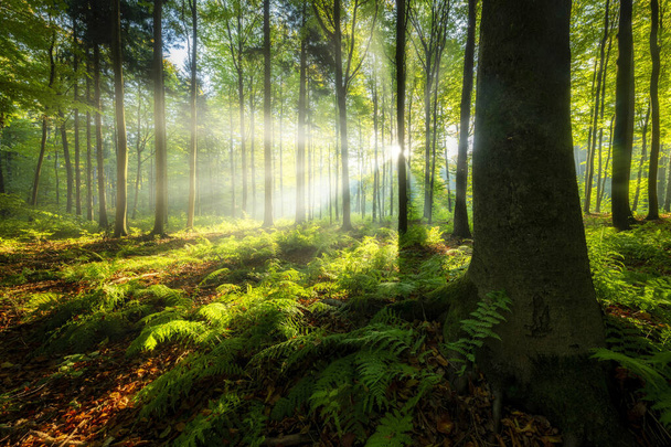 Beautiful sunny morning in the green forest - 写真・画像