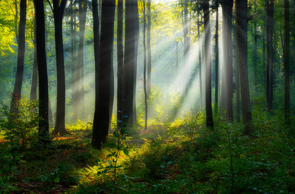 Όμορφο ηλιόλουστο πρωινό στο καταπράσινο δάσος - Φωτογραφία, εικόνα