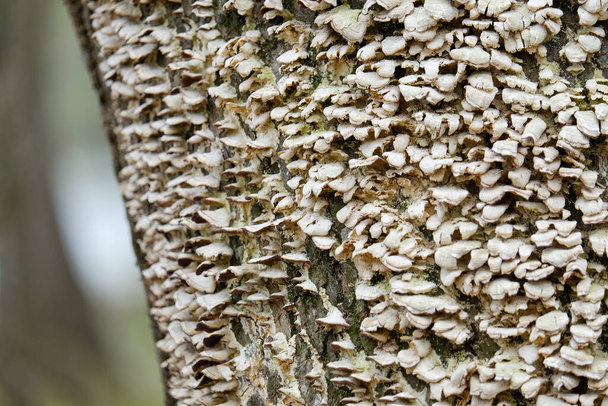Hongos de soporte que crecen en el tronco del árbol - Foto, Imagen