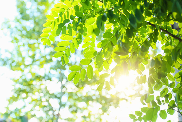 Acacia tree branches with fresh green leaves on sunny day in park - Fotoğraf, Görsel