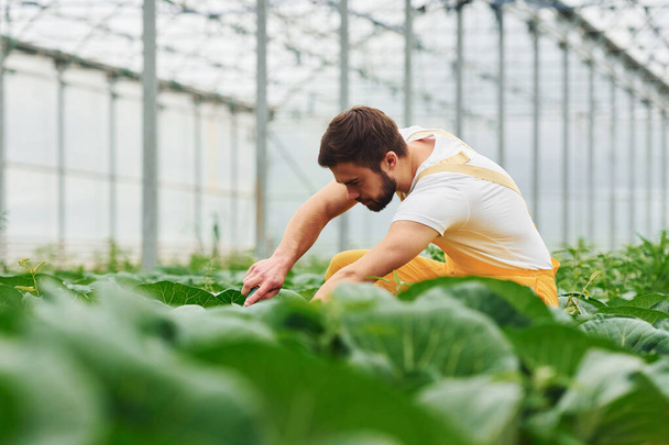 Taking care of cabbage. Young greenhouse worker in yellow uniform have job inside of hothouse. - Φωτογραφία, εικόνα
