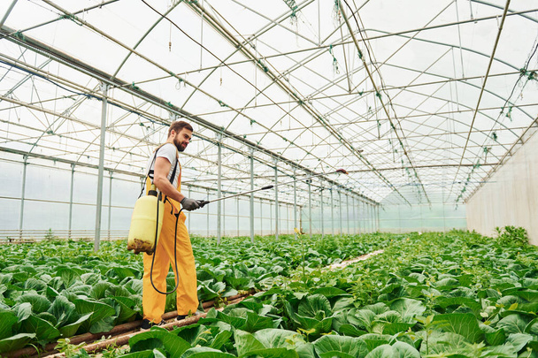 Young greenhouse worker in yellow uniform watering plants by using special equipment inside of hothouse. - Zdjęcie, obraz