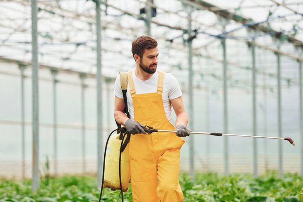 Young greenhouse worker in yellow uniform watering plants by using special equipment inside of hothouse. - 写真・画像