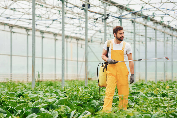 Young greenhouse worker in yellow uniform watering plants by using special equipment inside of hothouse. - Valokuva, kuva