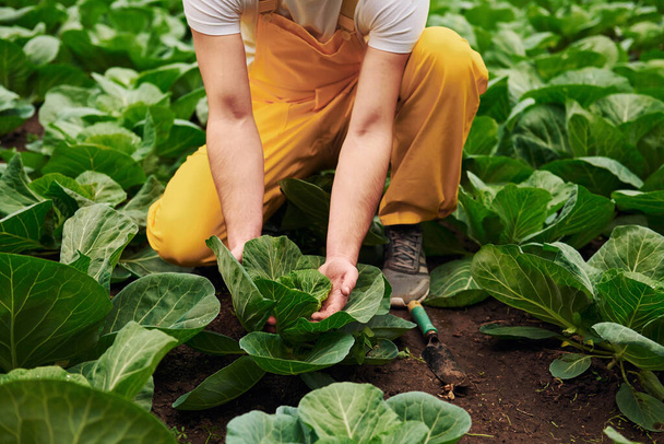 Taking care of cabbage. Young greenhouse worker in yellow uniform have job inside of hothouse. - 写真・画像