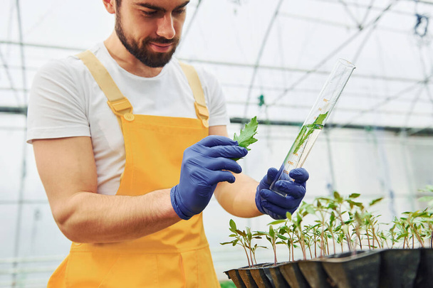 Holds test tube with plant and water inside of it. Young greenhouse worker in yellow uniform have job inside of hothouse. - 写真・画像
