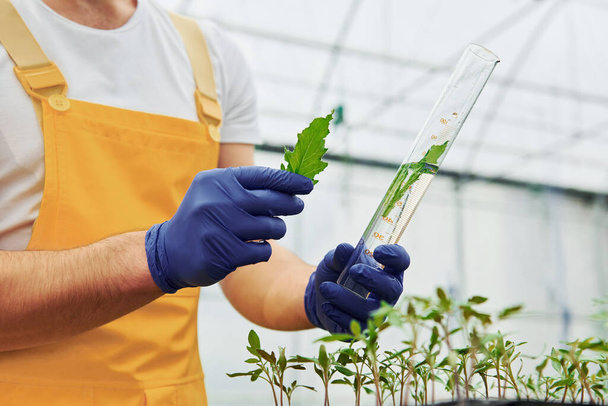 Holds test tube with plant and water inside of it. Young greenhouse worker in yellow uniform have job inside of hothouse. - Фото, изображение