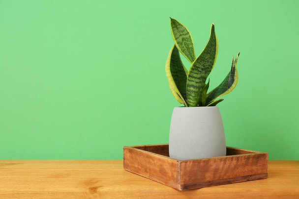 Houseplant on wooden bench near green wall - Photo, image