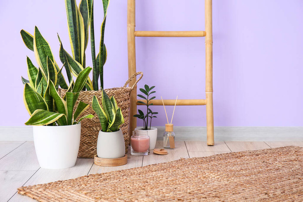 Woonplanten met kaars, rietstrooier en ladder bij lila wand - Foto, afbeelding