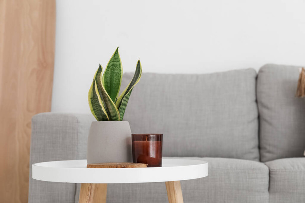 Table with houseplant and candle in light living room - Foto, immagini