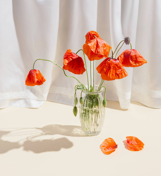 Kırmızı gelincikler cam vazolarda, pastel güneş ışığıyla aydınlatılmış arka planda, gölgeli vazolarda. Doğa konsepti. Asgari biçim. - Fotoğraf, Görsel