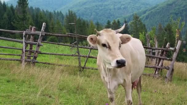 a legelő tehén - Felvétel, videó