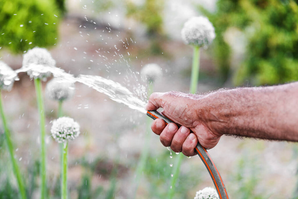 Primer plano mano masculina sosteniendo manguera de goma riego cebolla floreciente en su jardín en primavera o verano. - Foto, imagen