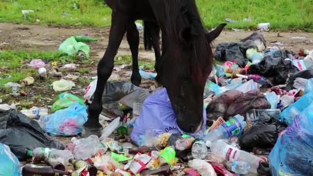 Pferd auf Müllkippe - Filmmaterial, Video