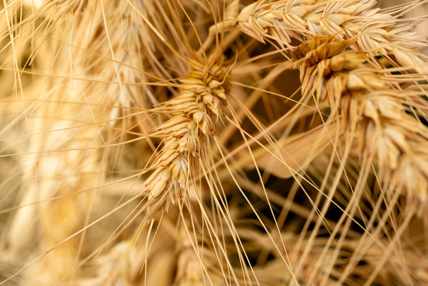 Vue rapprochée des tiges de blé, des épis de céréales avant la récolte. - Photo, image