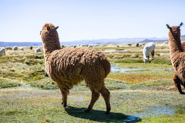 A group of lamas and alpaca on pastureland, Andes mountains, Peru - Photo, Image