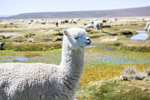 Um grupo de lamas e alpaca em pastagens, montanhas dos Andes, Peru - Foto, Imagem