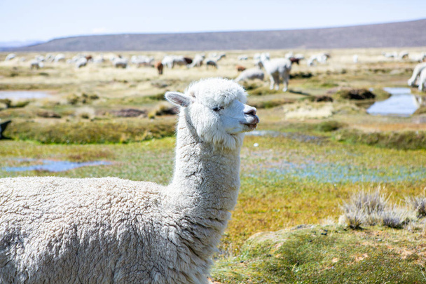 A group of lamas and alpaca on pastureland, Andes mountains, Peru - Photo, Image