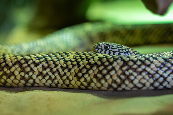 Keleti királykígyó (Lampropeltis getula) közönséges királykígyó vagy lánckígyó közelről az Egyesült Államokban. - Fotó, kép