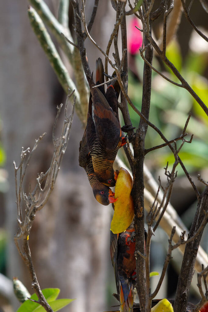 Karanlık lori (Pseudeos fuscata). Ormandaki Yeni Gine 'deki papağan, beyaz burunlu lori ya da esmer turuncu lori, esmerler.. - Fotoğraf, Görsel