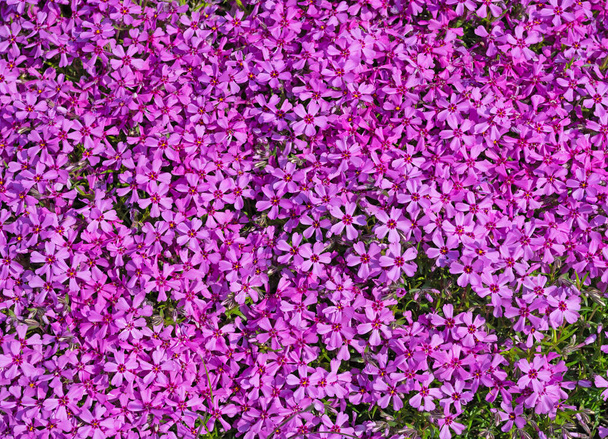 Flowering cushion phlox, Phlox subulata - Photo, Image