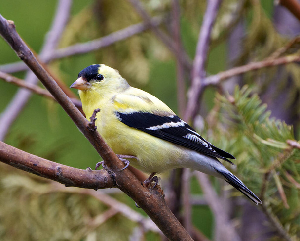 American Goldfinch close-up profile view, perched on a branch with a coniferous branches background in its environment and habitat surrounding and displaying its yellow feather plumage. - Foto, imagen