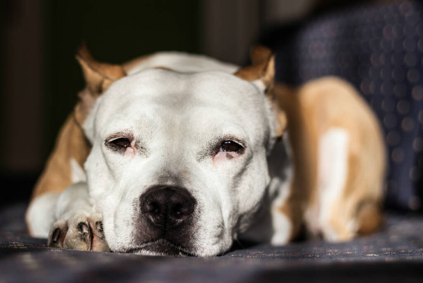 Belo terrier puro-sangue dormindo em uma cama - Foto, Imagem