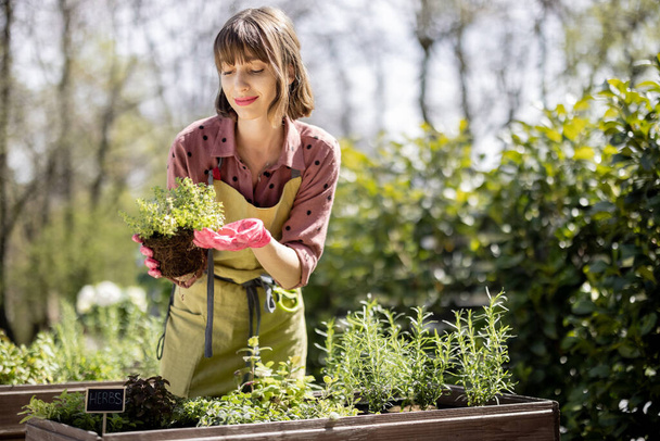 Woman planting spicy herbs at home vegetable garden - 写真・画像