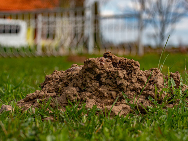 Mole poussé hors du sol et fait des tas de terre - Photo, image