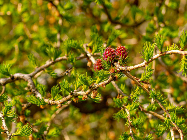 New leaves on larch with buds. The branches move in the wind. Red buds cones on larch - Foto, immagini