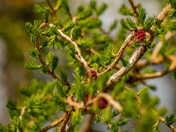 New leaves on larch with buds. The branches move in the wind. Red buds cones on larch - 写真・画像