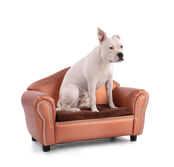 Female white american staffordshire isoled on a small sofa on white background - Foto, imagen