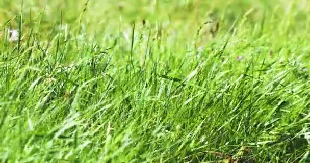  fondo de hierba de campo verde balanceándose de viento fuerte en un día soleado, día del medio ambiente mundial - Metraje, vídeo