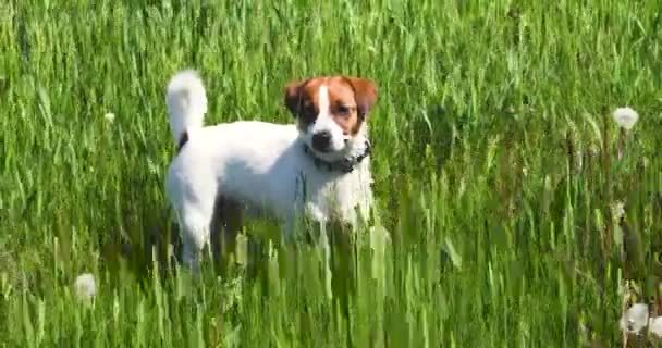 Cute young jack russell terrier sniffing out prey in a field with tall grass on a sunny day for a walk - Video