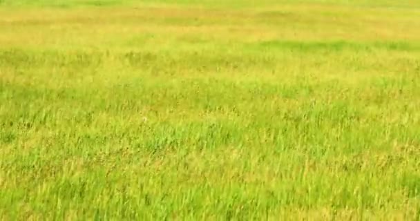 natural background of steppe green grass in windy weather with Jack Russell Terrier on the last fram - Záběry, video