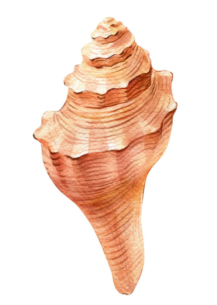Sea shell on an isolated white background. Watercolor illustration - Фото, изображение