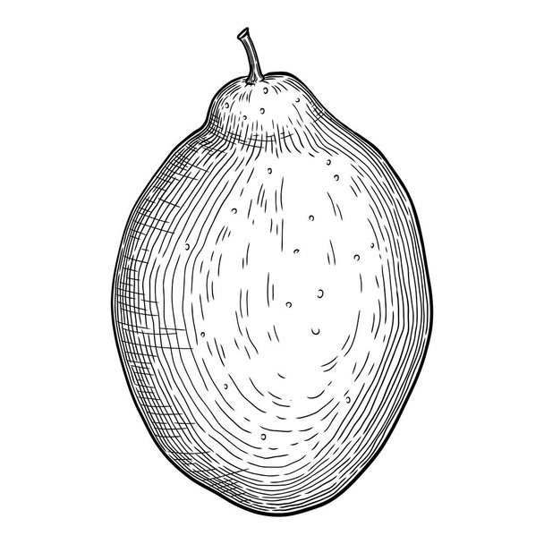 Verse citrus icoon omtrek, met de hand getekend vector. Sinaasappelvoeding - Vector, afbeelding