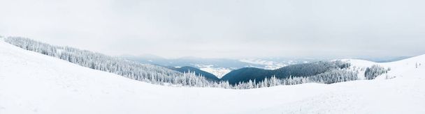 Montagne carpatiche, Ucraina. Alberi ricoperti di gelo e neve nelle montagne invernali - Natale sfondo innevato - Foto, immagini